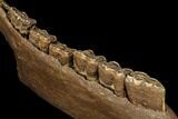 Fossil Horse (Equus) Jaw - River Meuse, Germany #111862-6